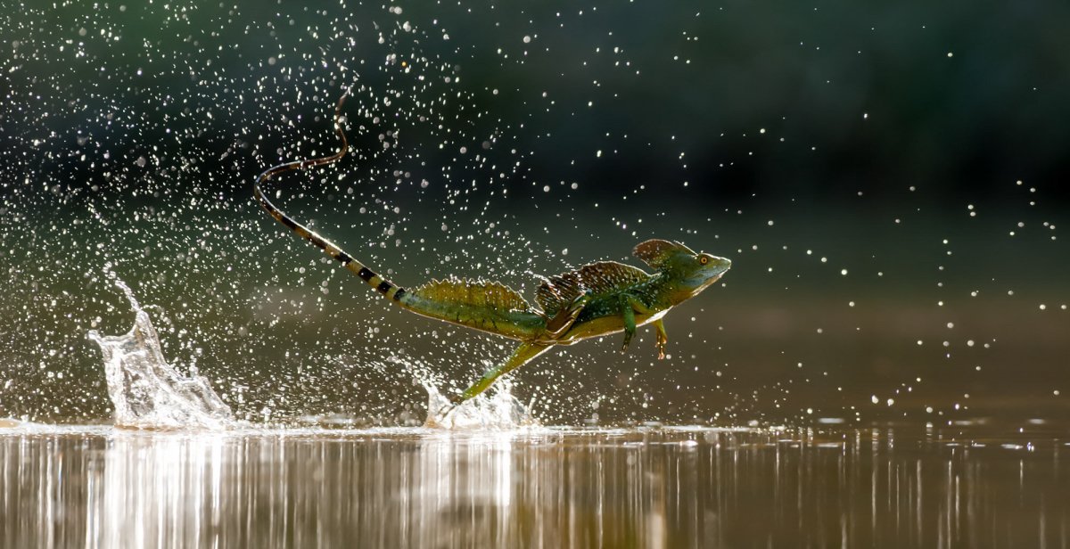 Василиск бежит по воде