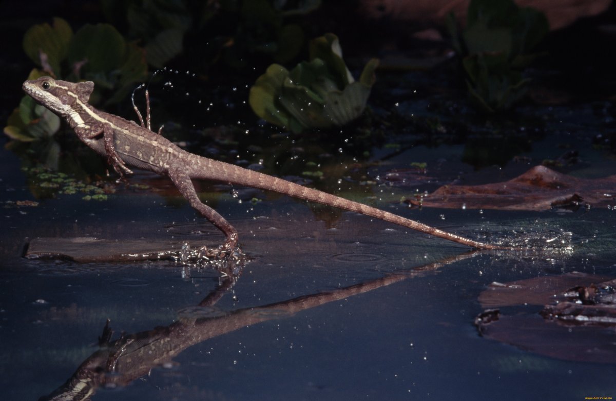 Ящерица Василиск бежит по воде