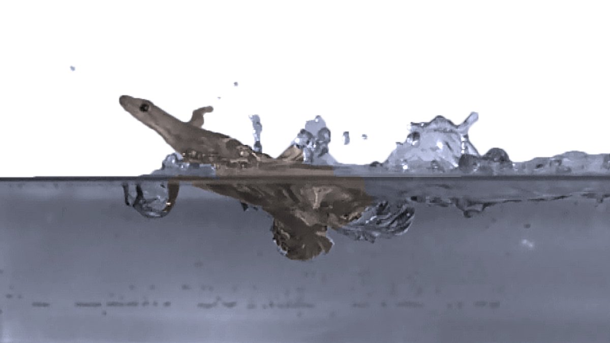 Ящерица бежит по воде