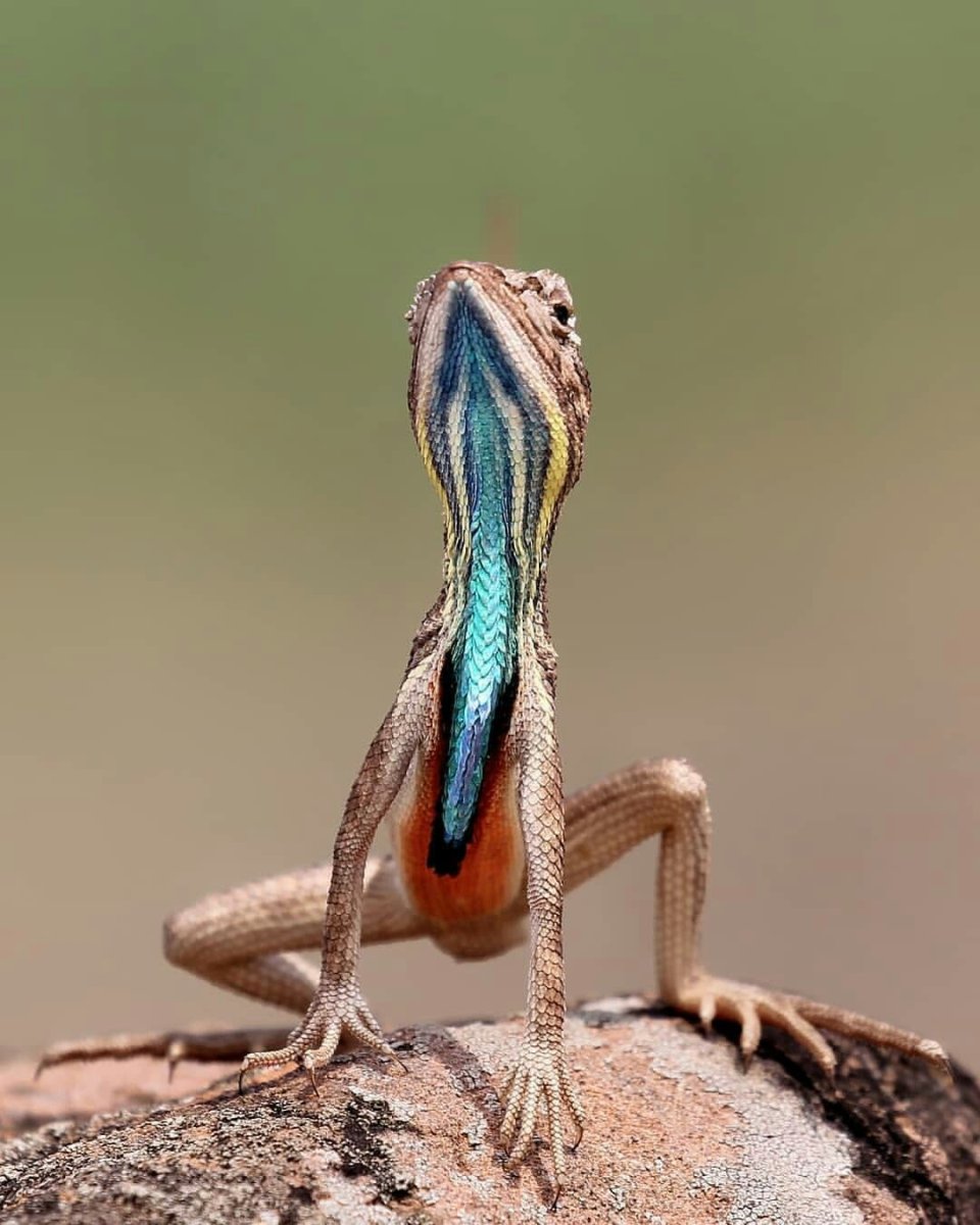 Ящерка смешная