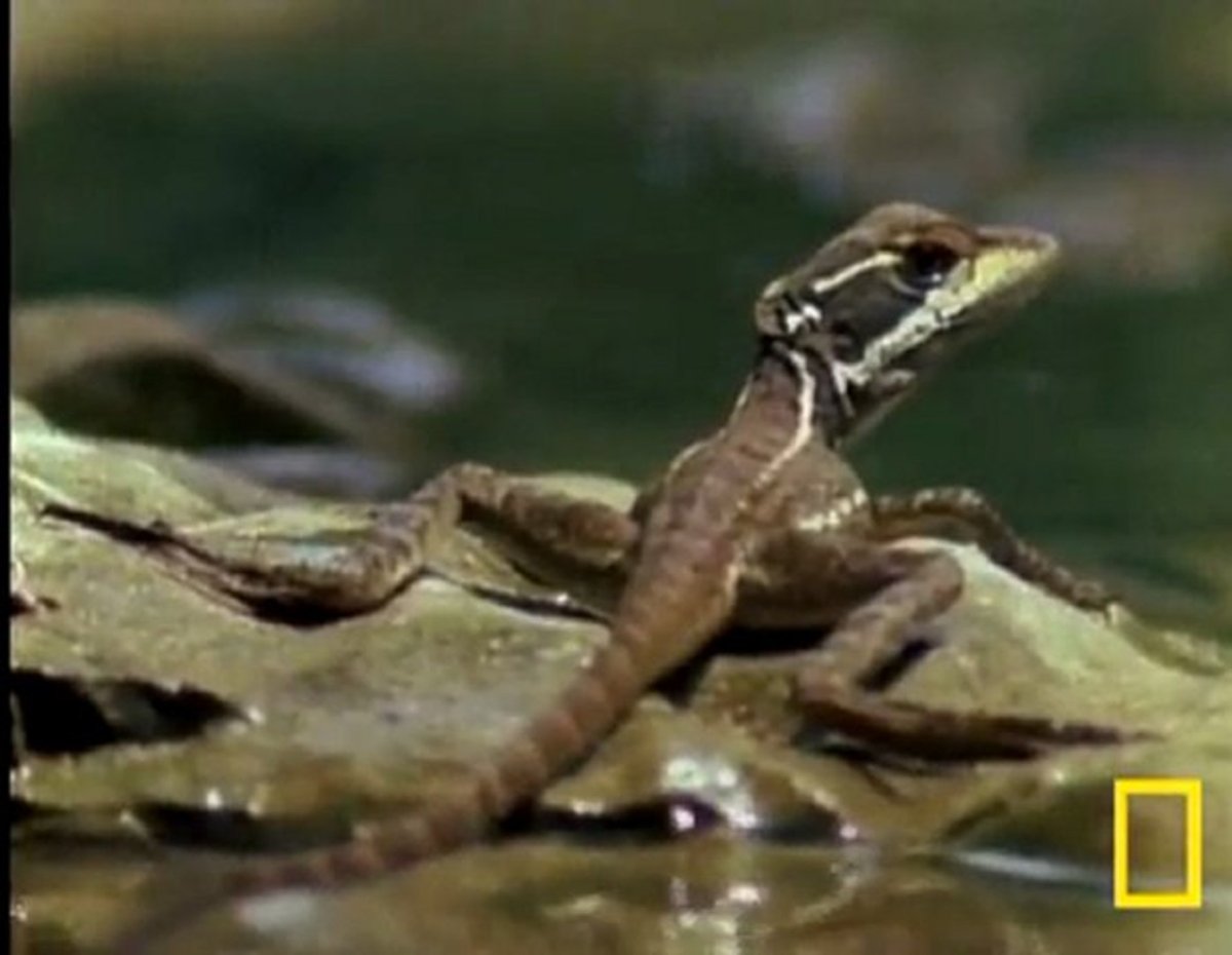 Ящерица бежит