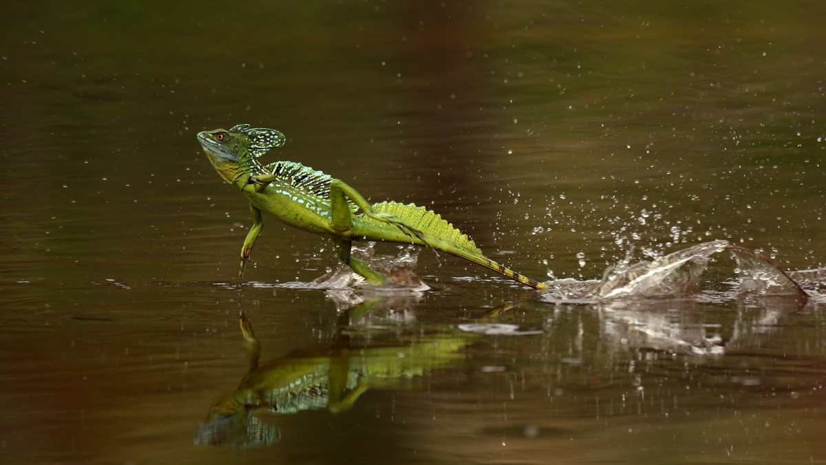 Василиск ящерица