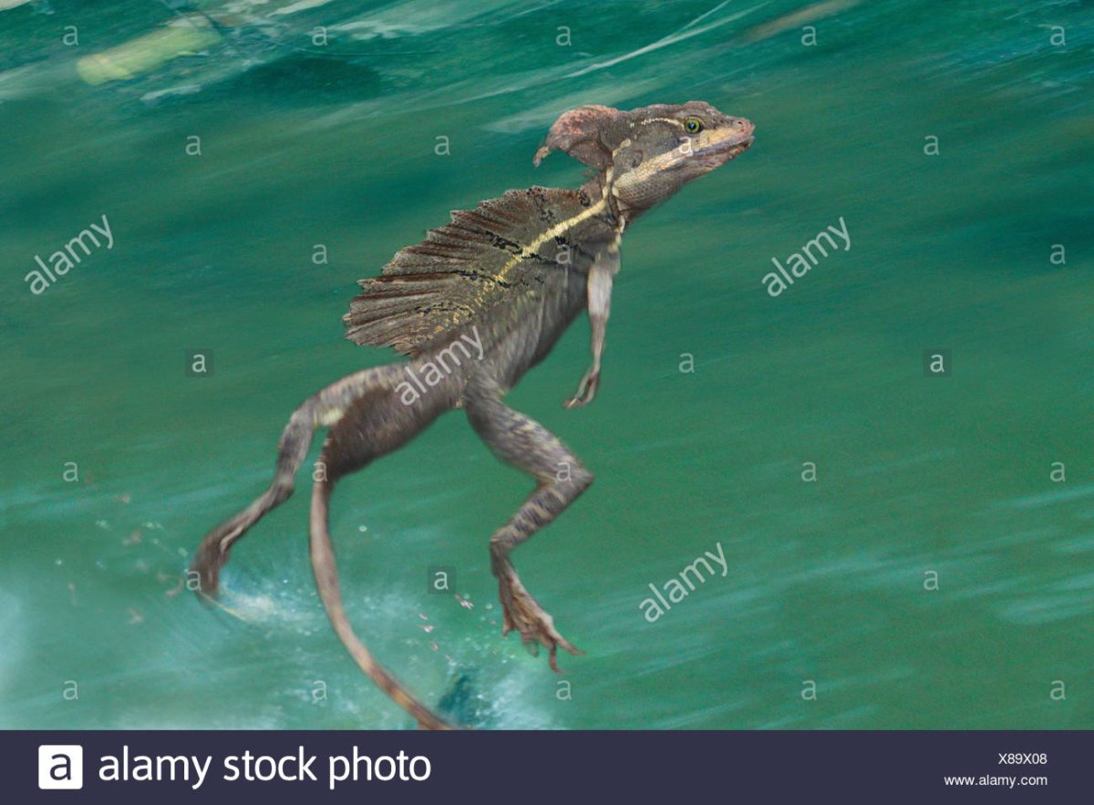 Василиск ящерица Иисуса Христа пикабу