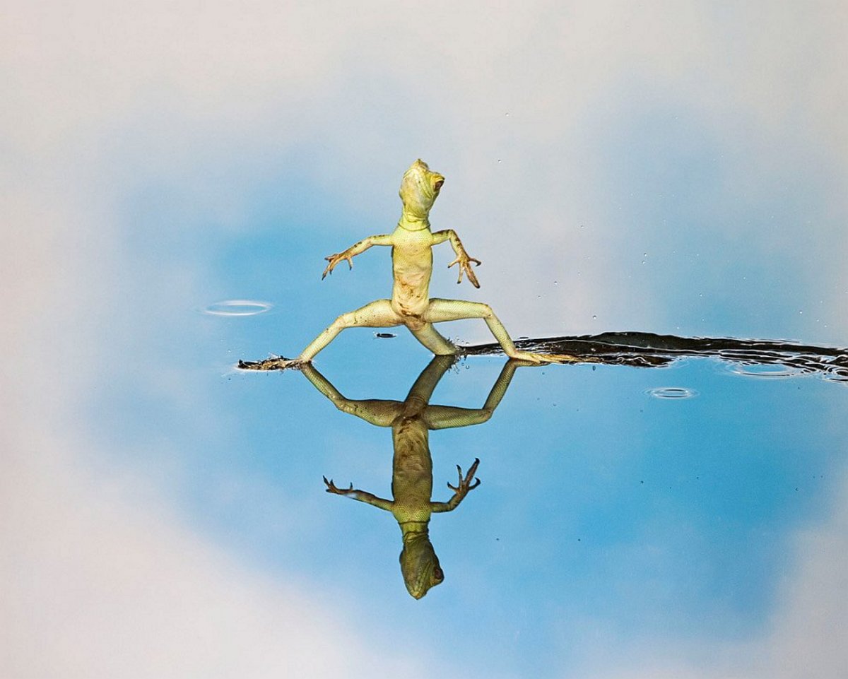 Ящерица бежит по воде