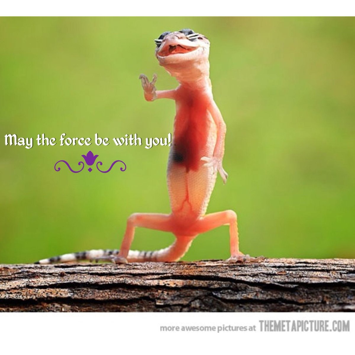 Ящерка смешная