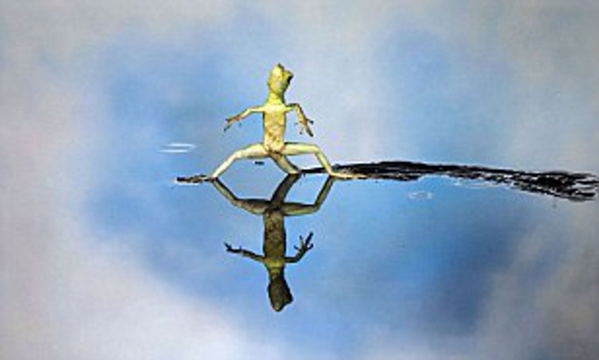 Ящерица бежит по воде