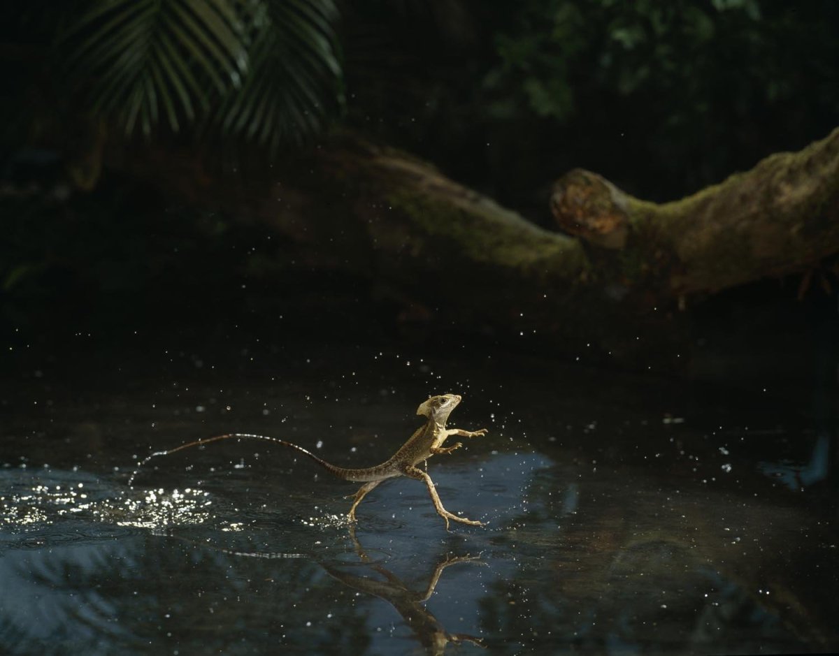 Василиск бежит по воде