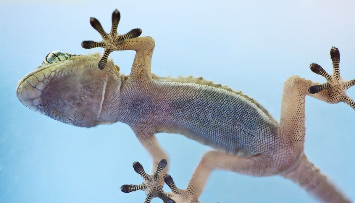 Бионика геккон