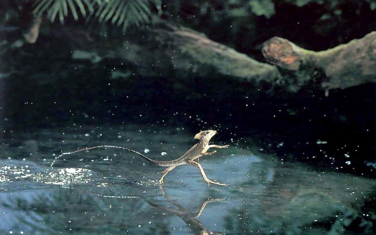 Ящерица Василиск бежит по воде