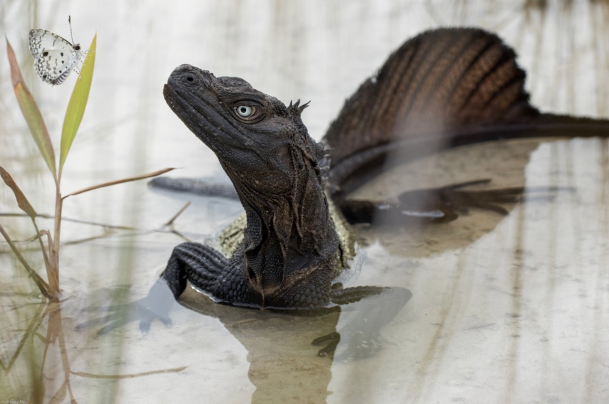 Ящерица пикабу