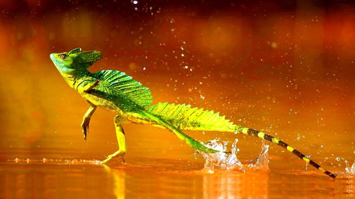 Василиск ящерица