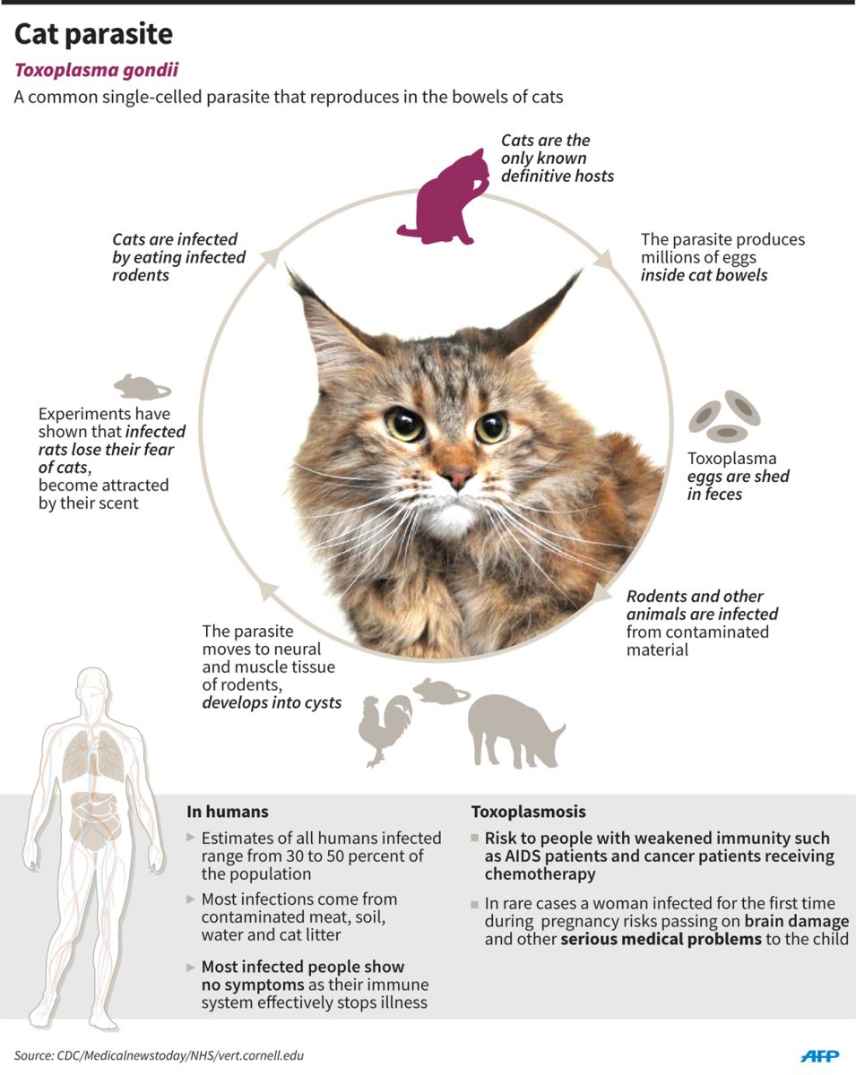 Аскариды нематоды у кошек