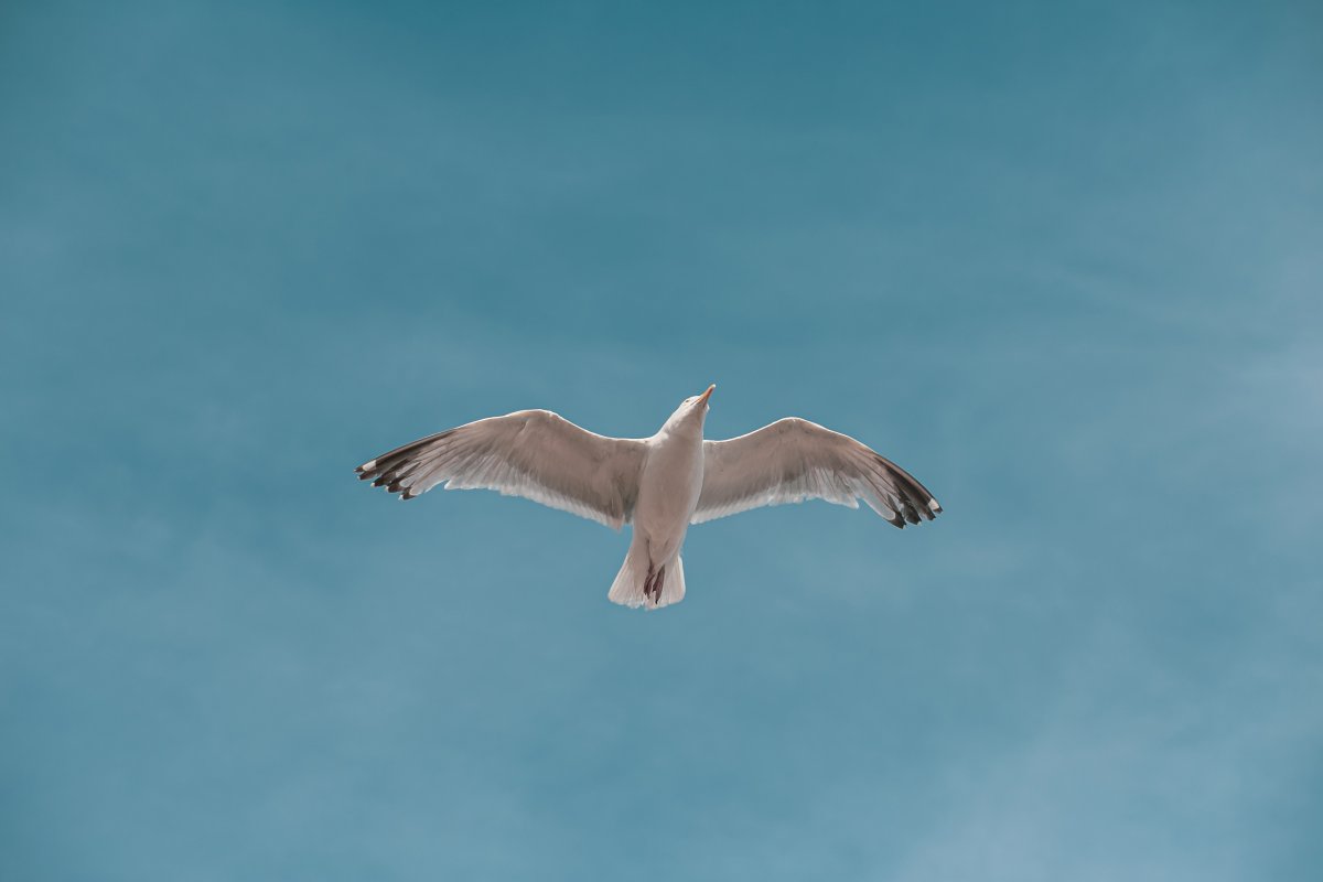 Крупная белая птица