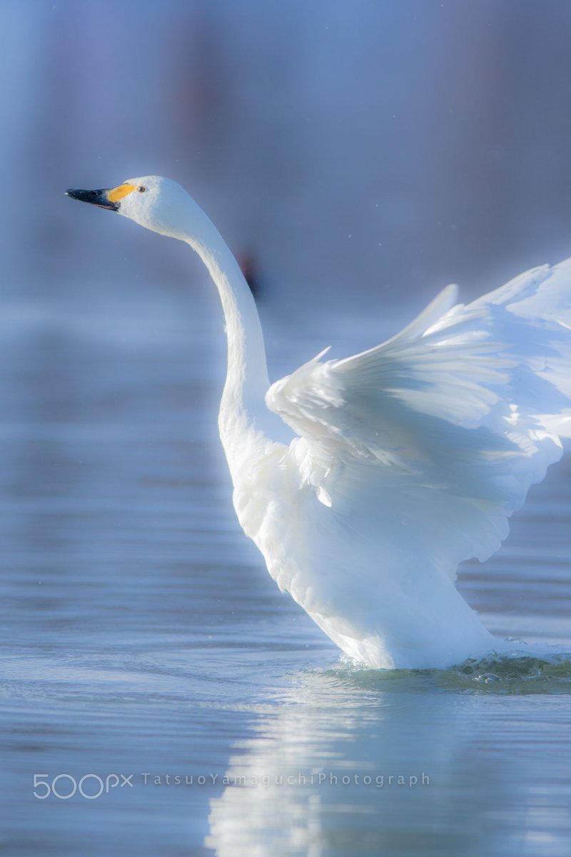 Красивые белые птицы