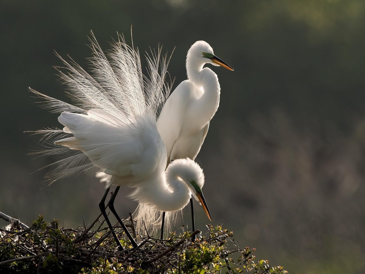 Хохлатая цапля