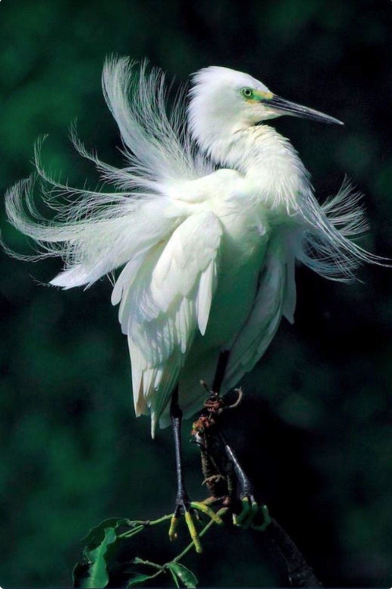 Белая хохлатая цапля