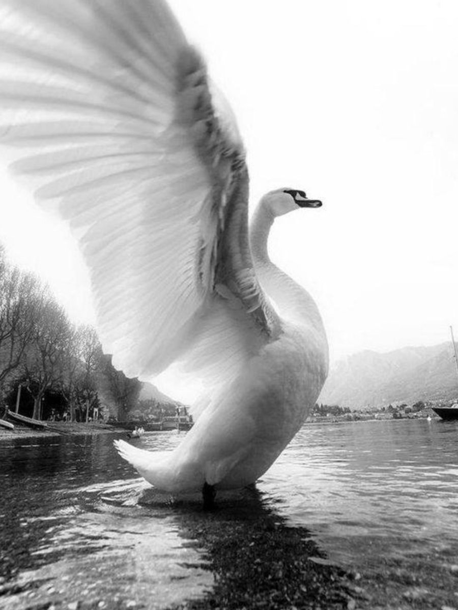 Лебедь с расправленными крыльями
