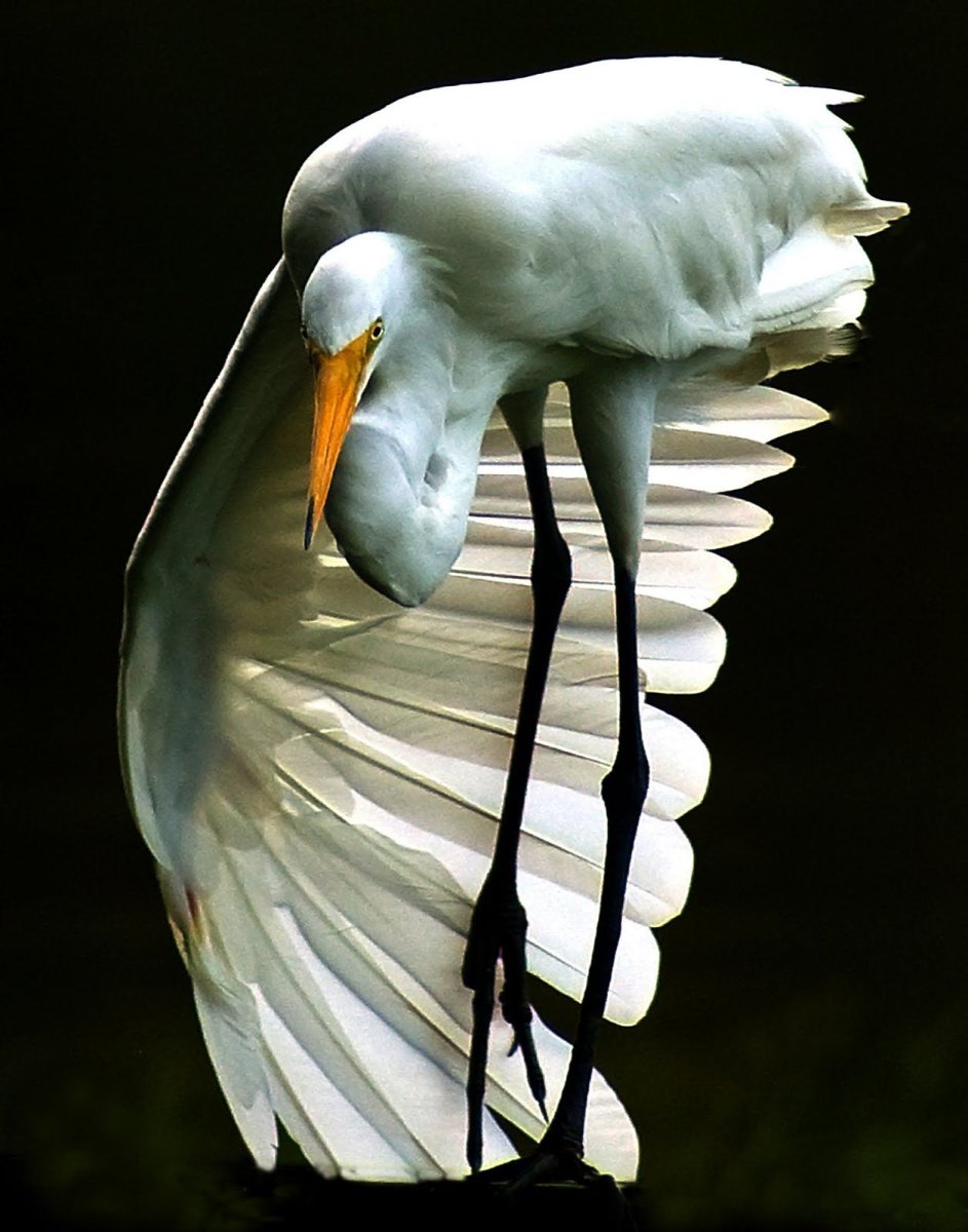 Редкие птицы