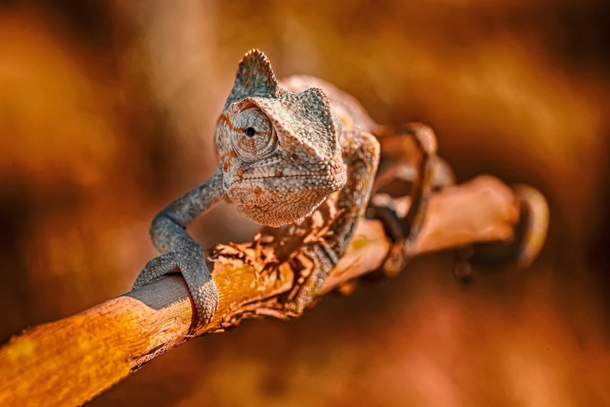 Лапы хамелеона