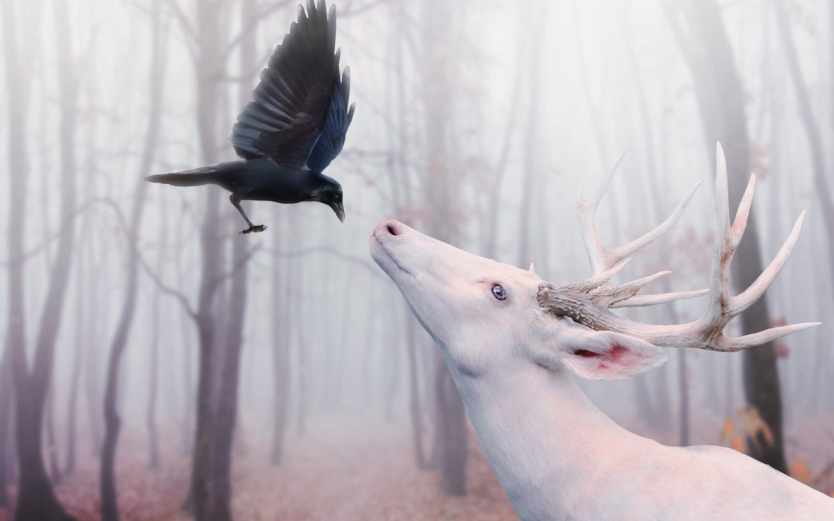 Олененок альбинос Эстетика