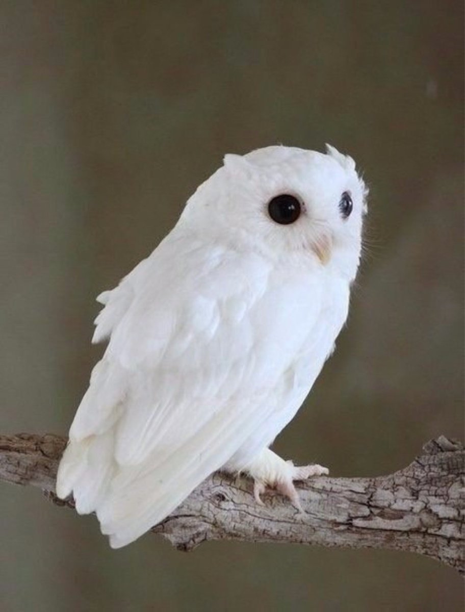 Сыч альбинос