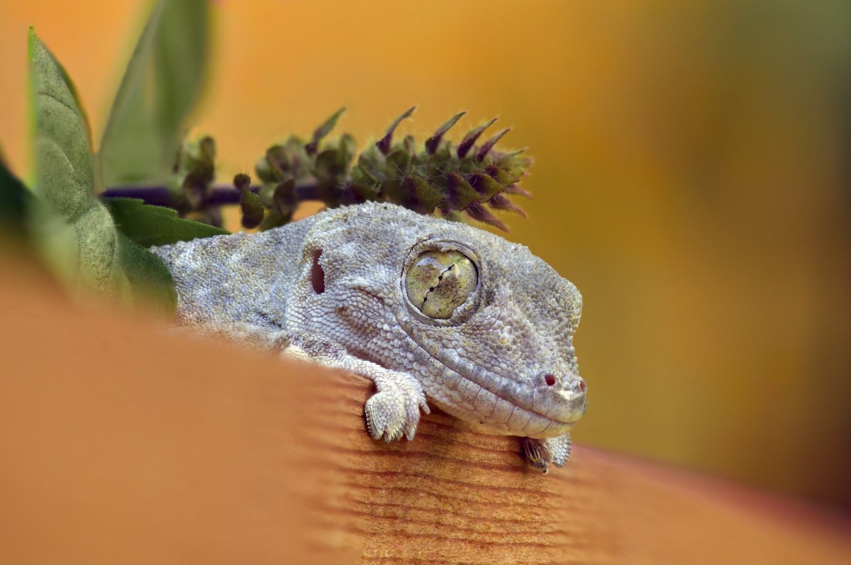 Голопалый геккон