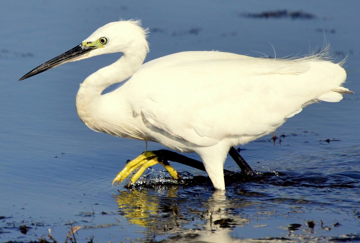 Большая белая цапля (Ardea Alba)