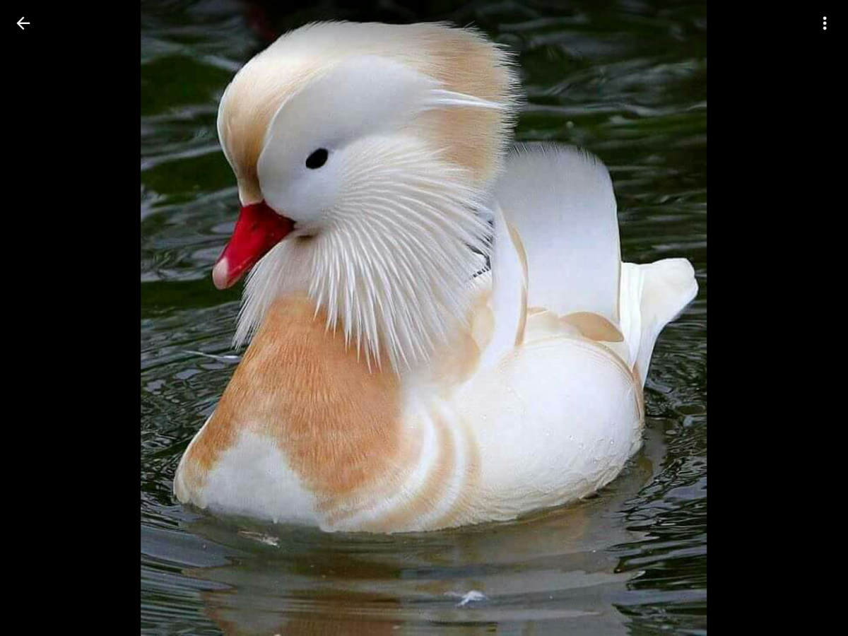 Мандаринка птица альбинос