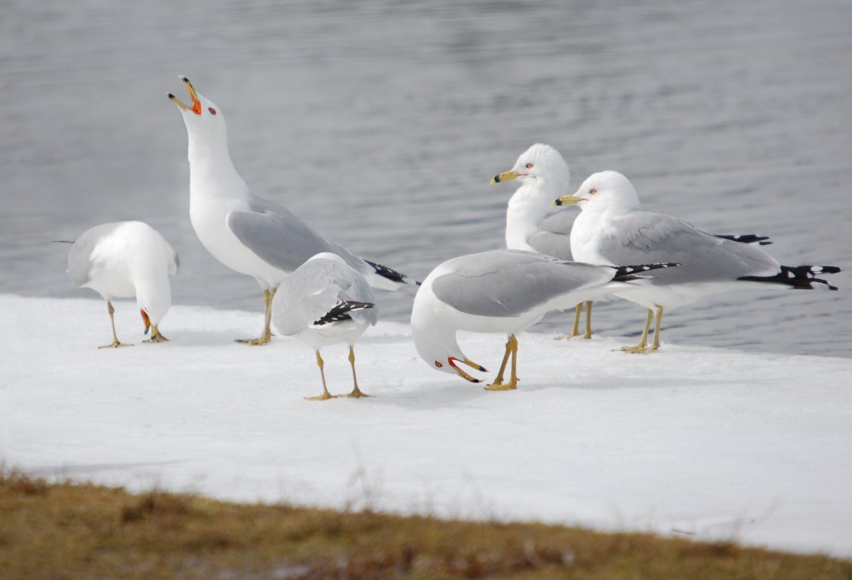 Чайка в Антарктиде