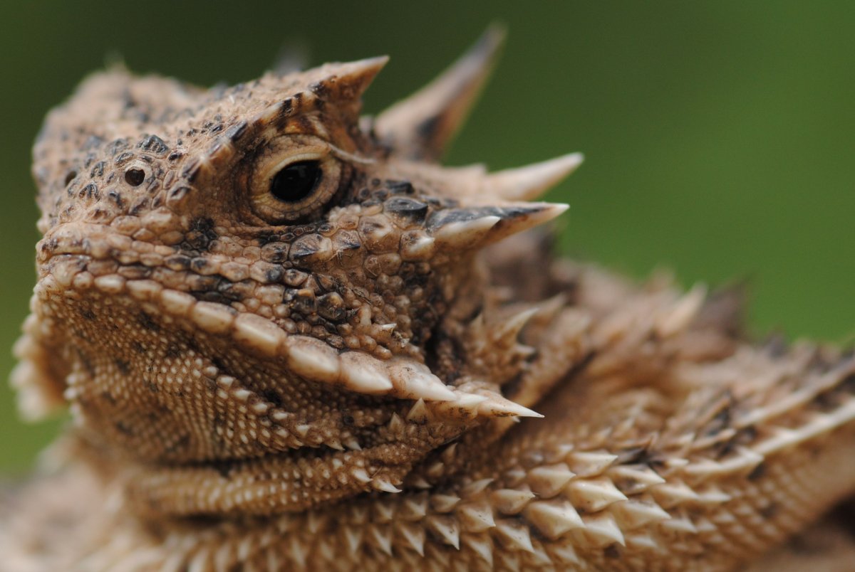 Хвост хамелеона