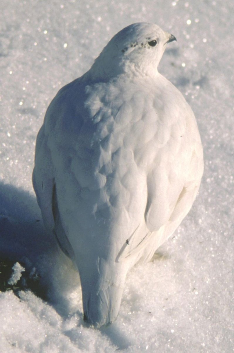 Большая белая птица