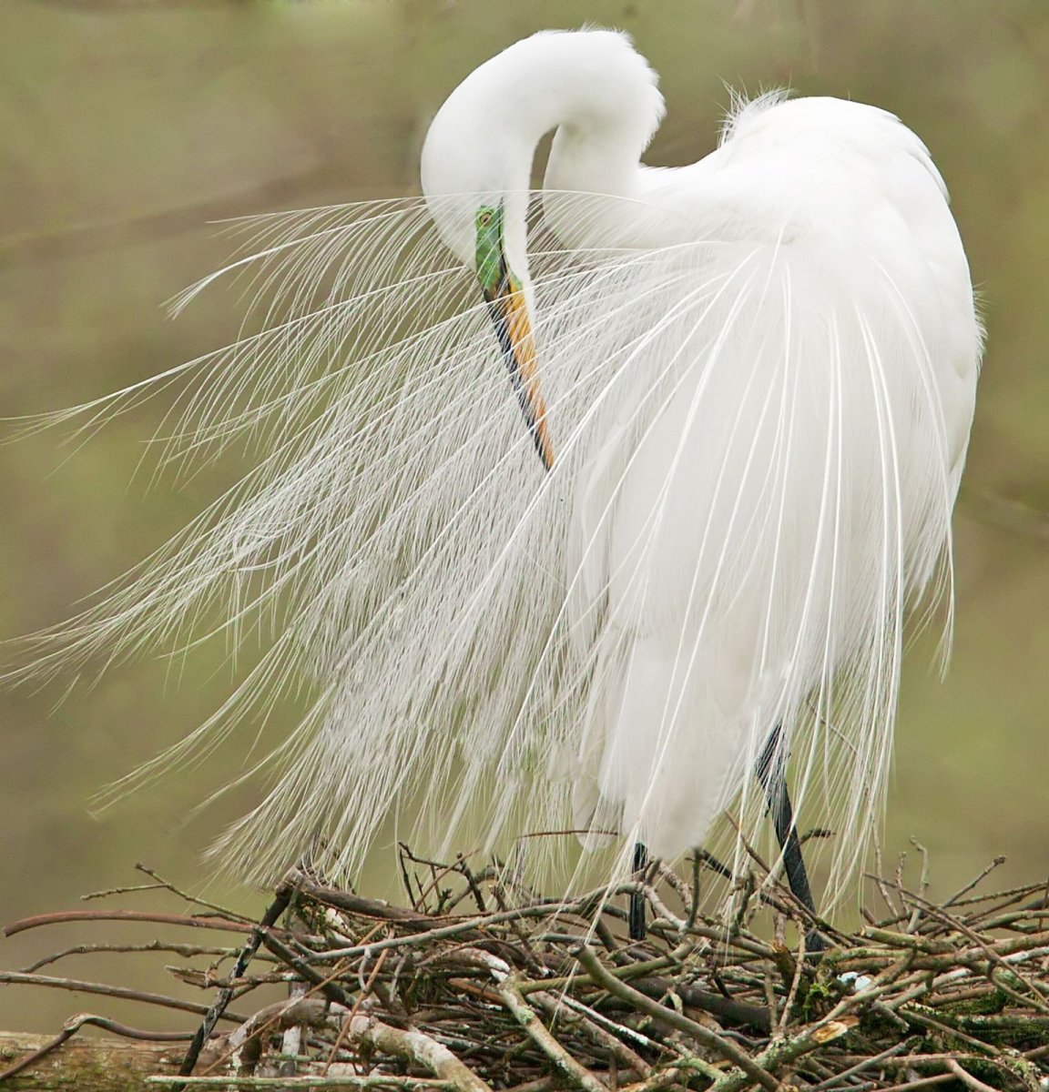 Белая хохлатая цапля