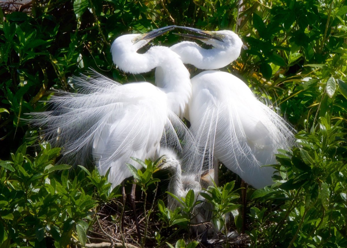Белая Венценосная цапля
