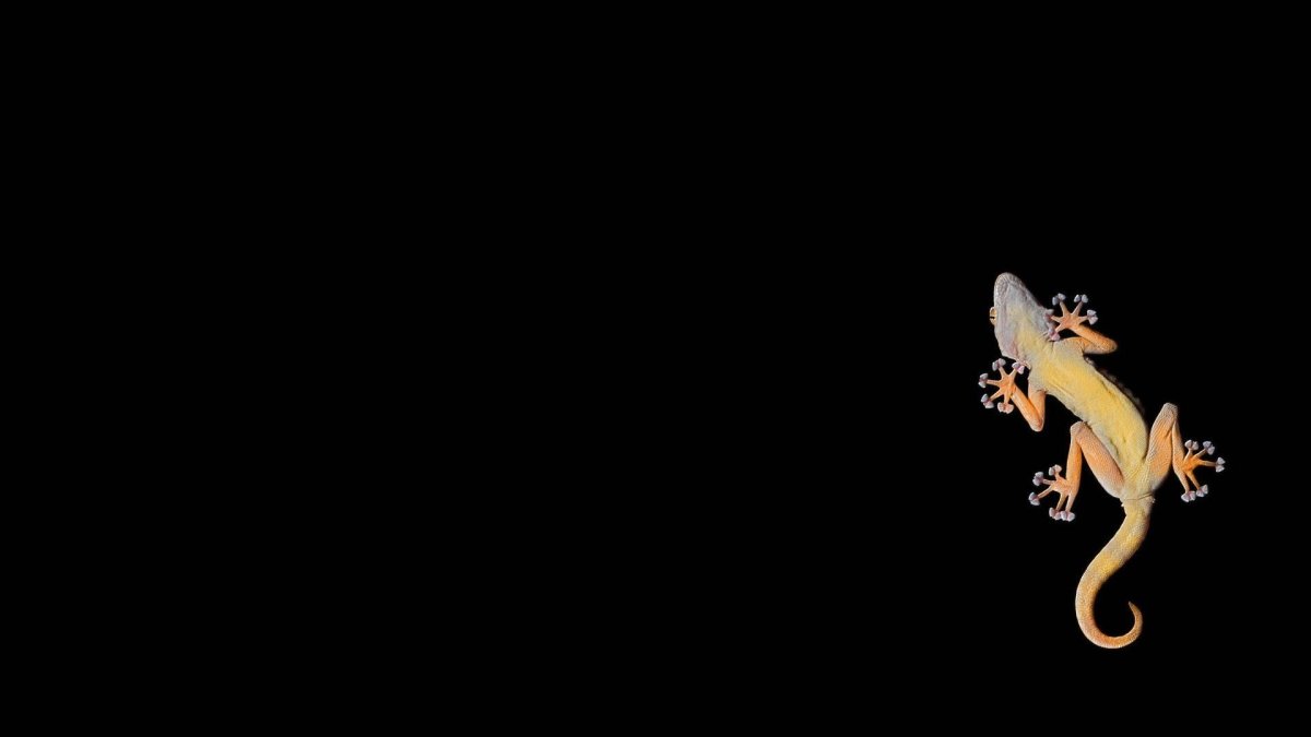 Геккон на черном фоне