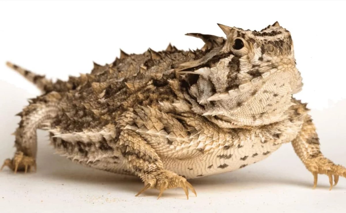 Sudralib yuruvchilarning xilma xilligi