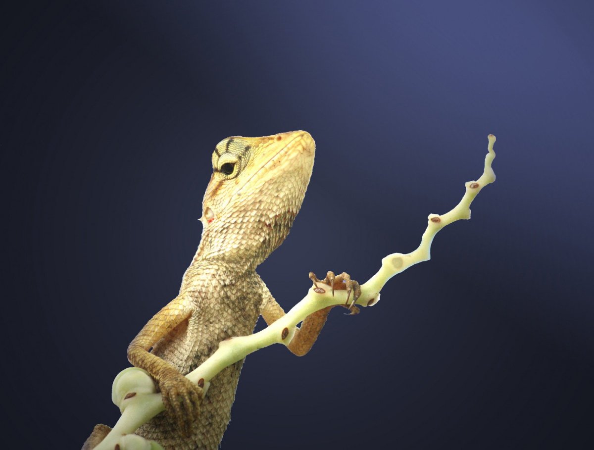 Ящерица с короной