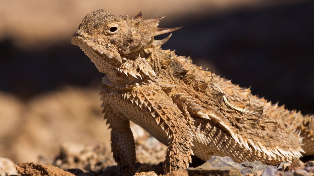 Жаба фэнтези