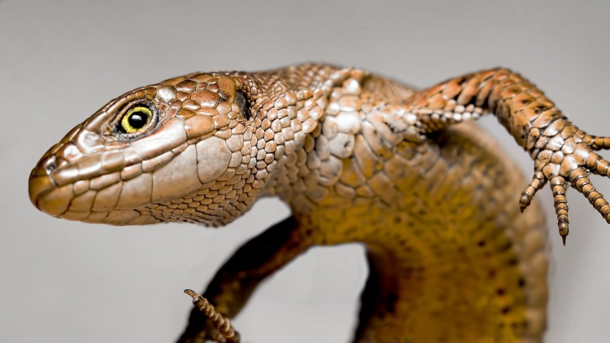 Пресмыкающиеся крокодил