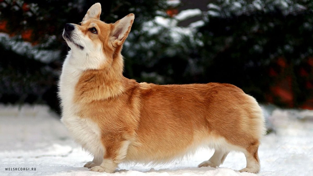 Корги пемброк