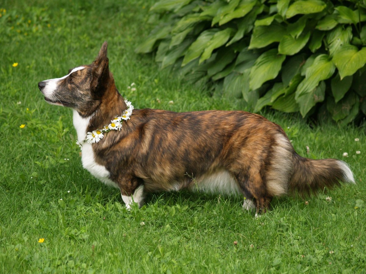 Порода вельш корги кардиган