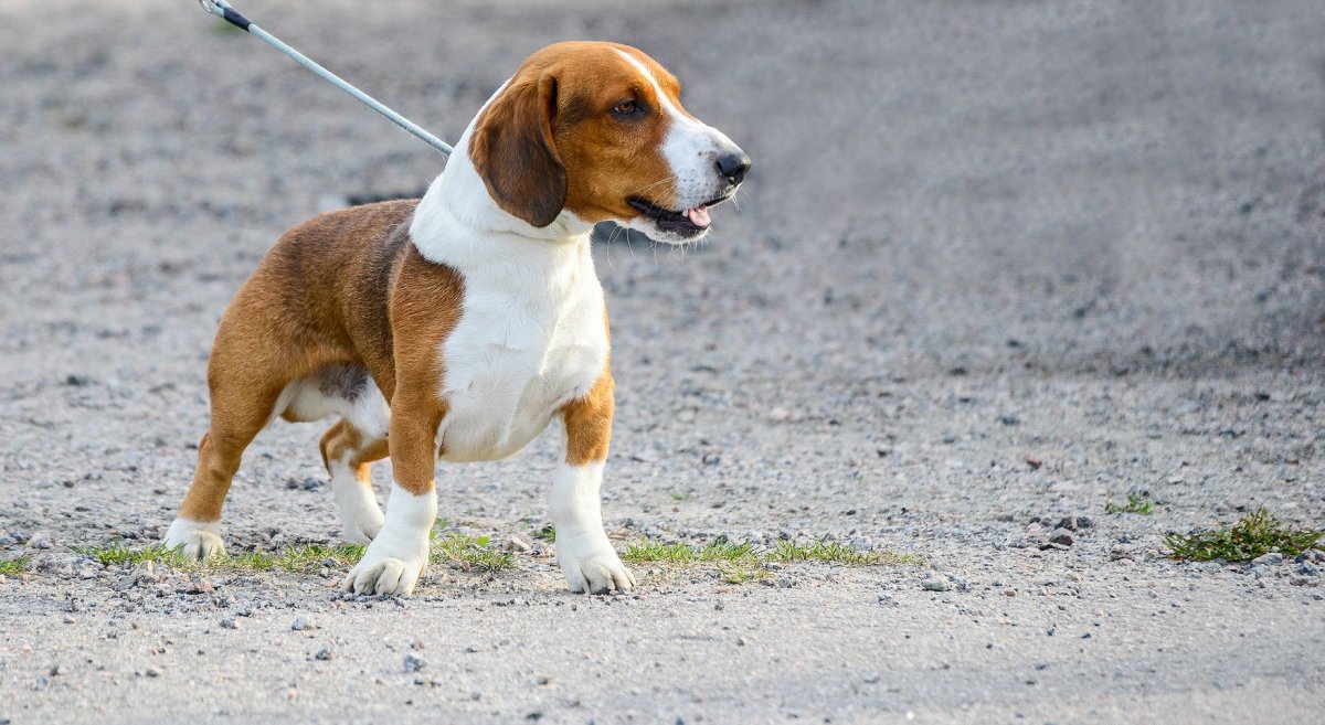 Древер порода собак