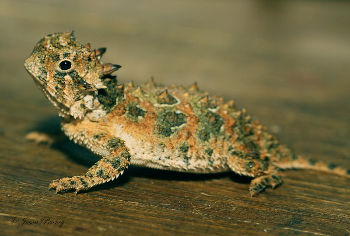 Дракон ящерица игуана