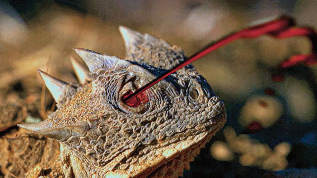 Красивый крокодил