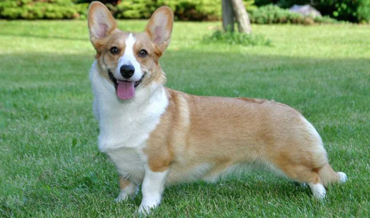 Корги с длинными лапами