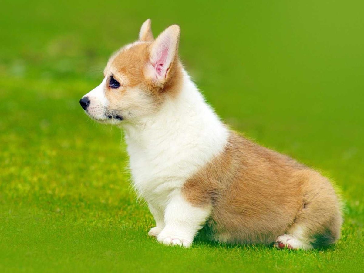 Вельш корги пемброк