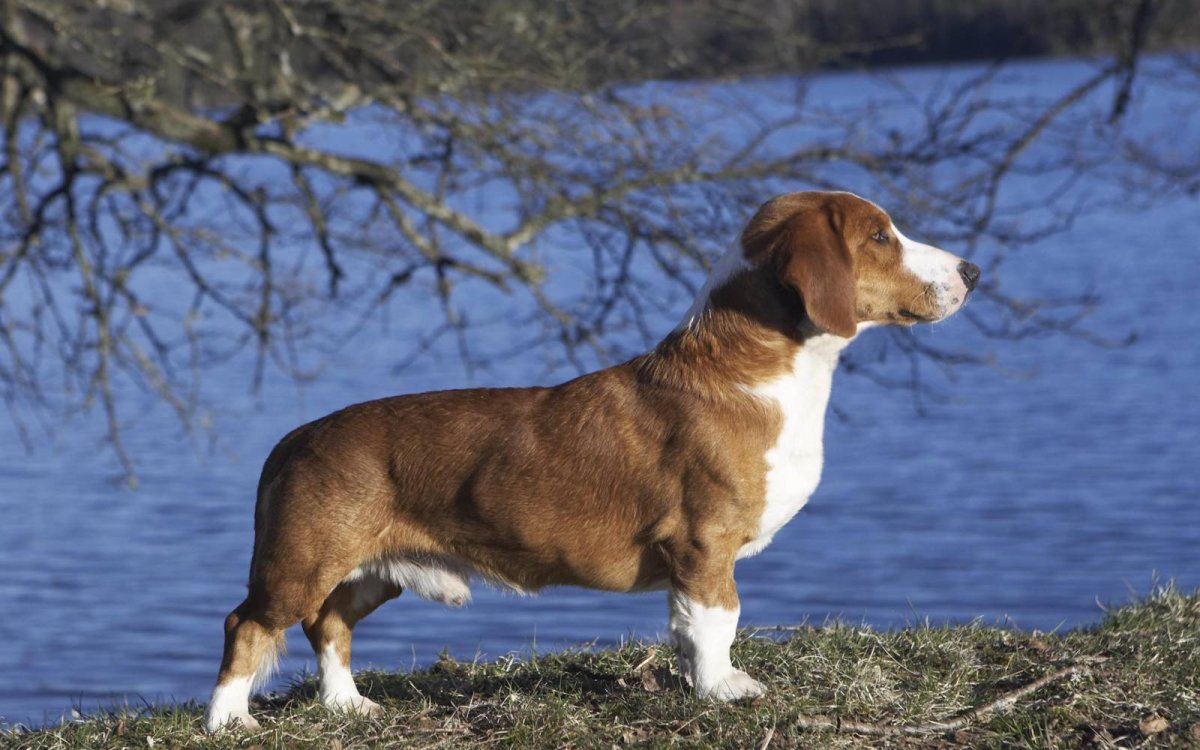Древер шведский таксообразный бракк