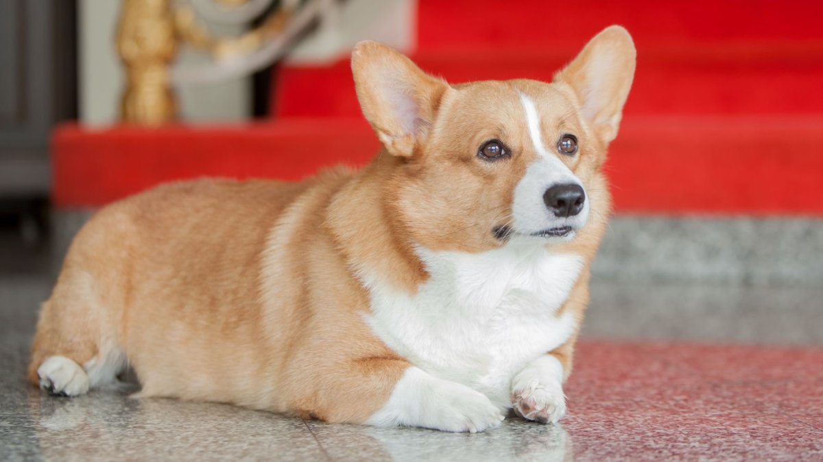 Собака корги