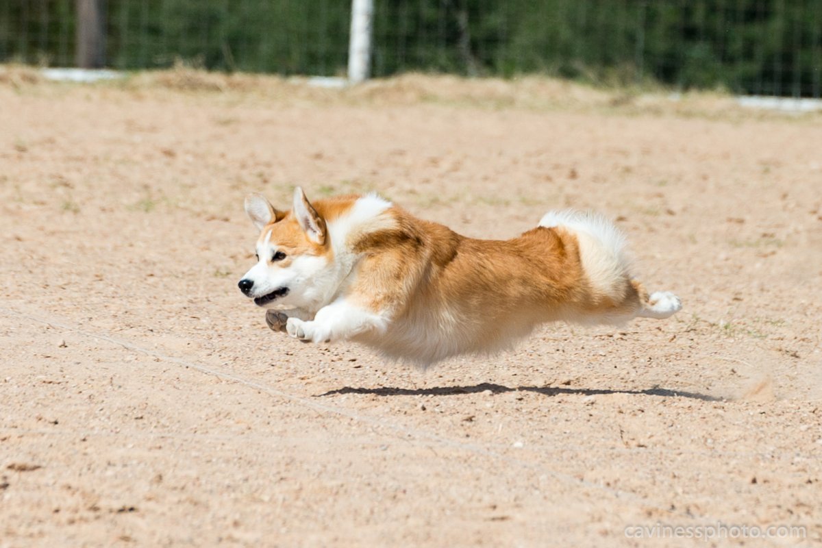 Лапы вельш корги