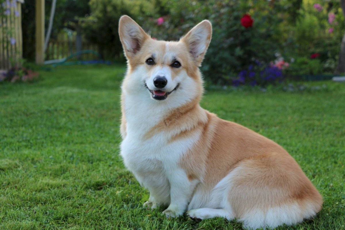 Вельш корґі пемброк