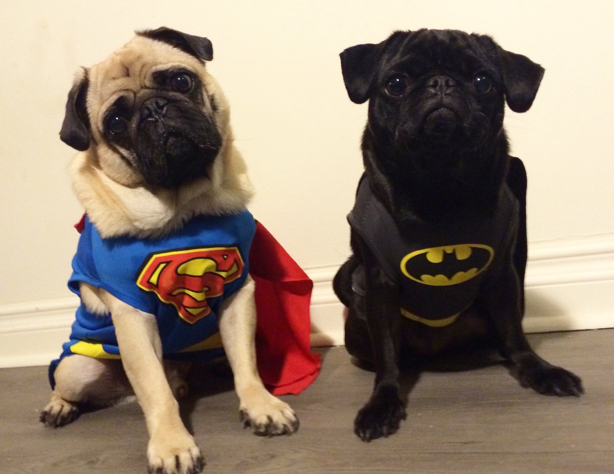 Мопс в костюме